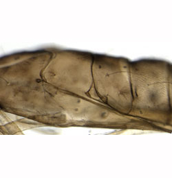 Phyllonorycter leucographella pupa,  lateral